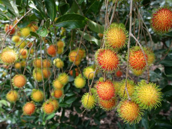 Nỗi lo mùa chôm chôm

